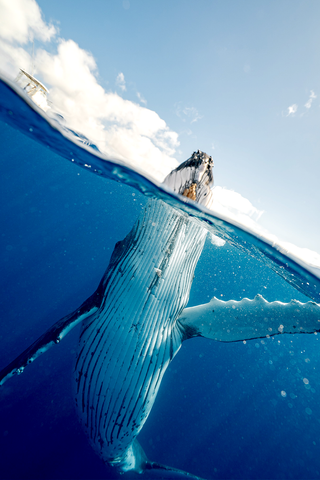 A contribution for the cleanliness of seas and oceans with The Ocean Clean Up