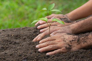 PLANTING 500 TREES WITH EARTHDAY.ORG